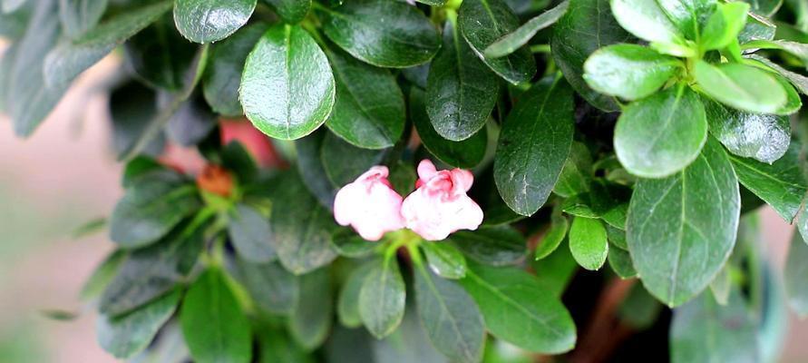杜鹃花的精心养护（让花后重放绚烂光彩）