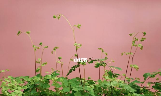 铁线蕨,一种好养耐寒的植物(全方位解析铁线蕨的生态特点和养护技巧)