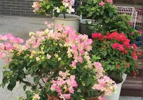 三角梅不适合烈日暴晒(怕晒的三角梅,该如何养护?)