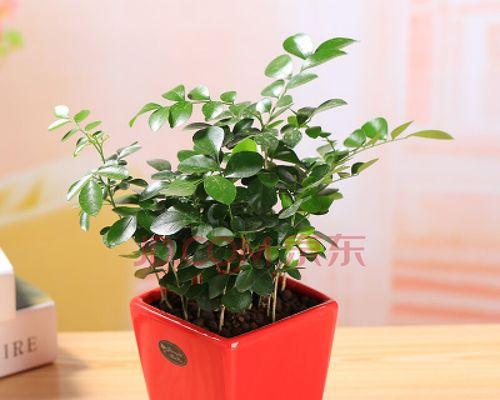 九里香盆景的种植和护理（了解九里香盆景的养护，让您的家园更加美丽）