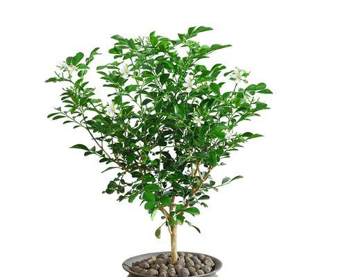 九里香盆景的种植和护理（了解九里香盆景的养护，让您的家园更加美丽）