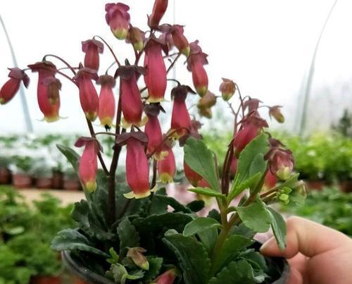 宫灯长寿花——赏花、养花、品鉴花海(探秘宫灯长寿花的品种、观赏之美与养护心得)