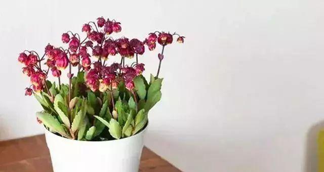 宫灯长寿花——赏花、养花、品鉴花海（探秘宫灯长寿花的品种、观赏之美与养护心得）
