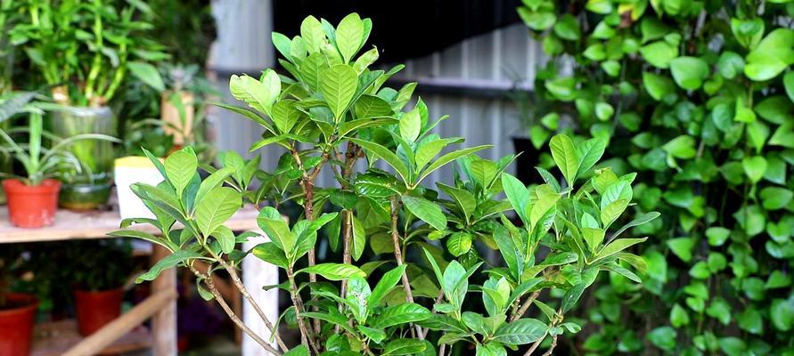 怎样拯救换盆后的蔫叶栀子花？（换盆后叶子蔫了怎么办？——以栀子花为例）