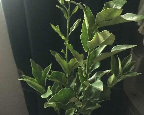 怎样拯救换盆后的蔫叶栀子花？（换盆后叶子蔫了怎么办？——以栀子花为例）