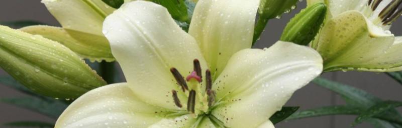 花蕊是花的哪个部位？（了解花蕊的结构和功能，探究花的奥秘）