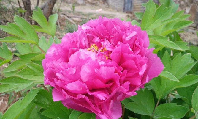 牡丹花开花时间的探究（一年四季牡丹花的开放之谜）