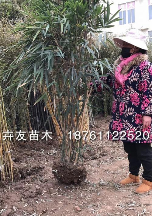 龟甲竹的种植技术（打造私家园林的理想选择）
