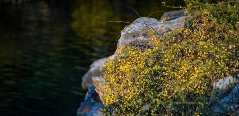 迎春花的气味（探秘春季花香的美妙与独特）