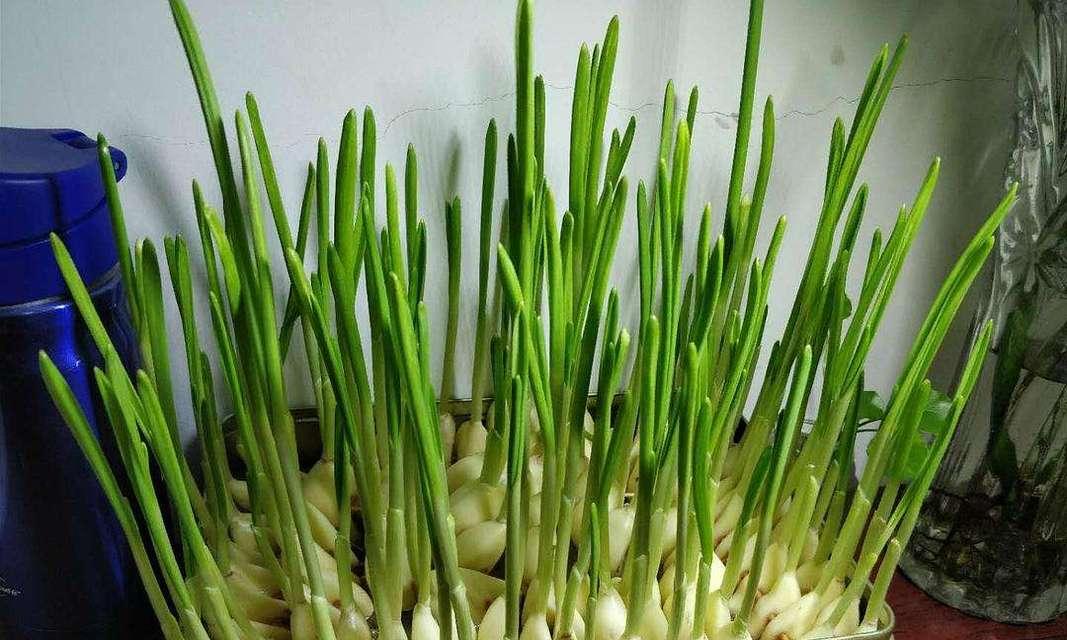 种植大蒜的全过程（从选种到收成，一步步教你种好大蒜）