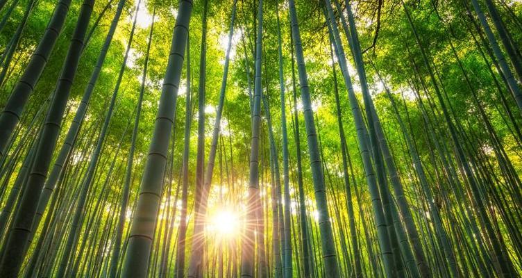 竹子——潜藏的力量（探索竹子的特点和象征意义）