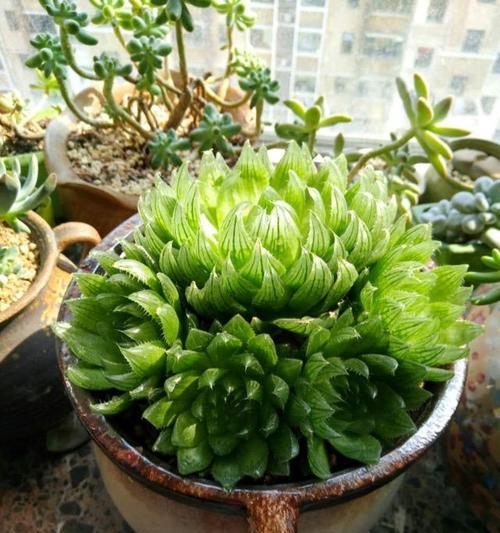樱水晶养殖技巧（如何浇水樱水晶）