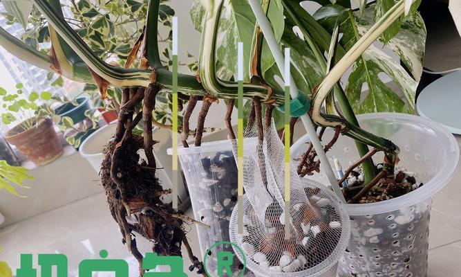 龟背竹扦插繁殖方法详解（从选择、剪切到培育，一步步教你种植龟背竹）