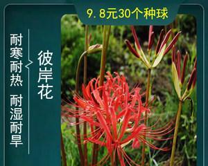 盆栽彼岸花为何不开花（探究彼岸花不开花的原因及解决方法）