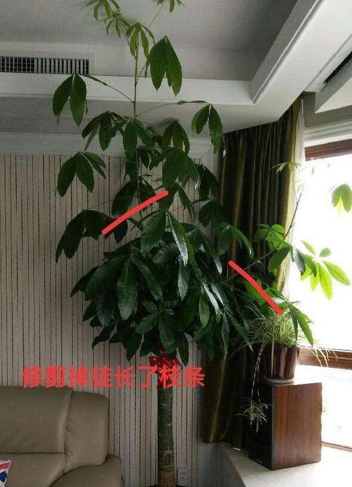 发财树修剪的正确方法（让你的发财树更健康更美丽）