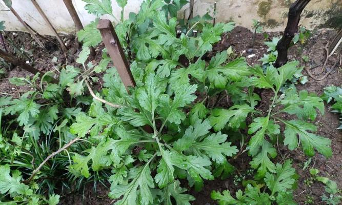 压的菊花枝条肥料管理详解（合理施肥，菊花更精彩）