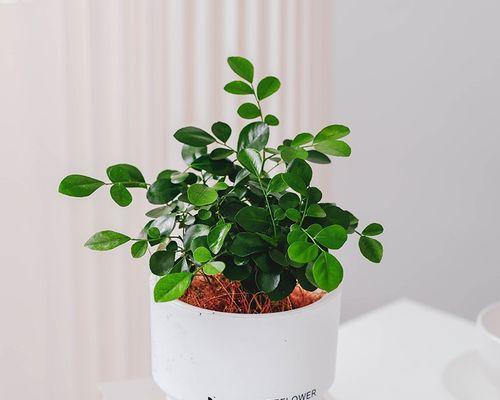 九里香(适合室内环境的绿色植物,欣赏美丽风景的同时净化空气)