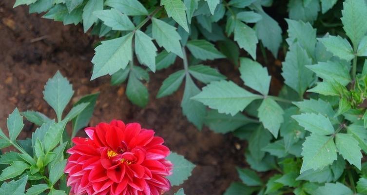 秋天花开，绚烂多彩（品味秋日花海，感受大自然的美好）