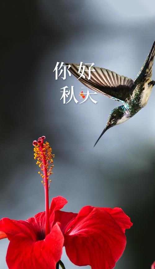 秋天花开，绚烂多彩（品味秋日花海，感受大自然的美好）