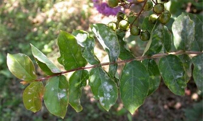 葛花养殖常见病虫害及防治方法（掌握8种防治技巧，让葛花安然无恙）