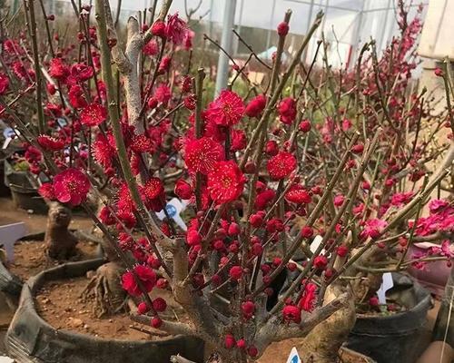 为什么不能在家里养梅花？（了解梅花的养护需求与特点）