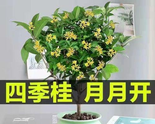 如何正确养护月桂树？（——养护技巧、水肥管理、病虫害预防）