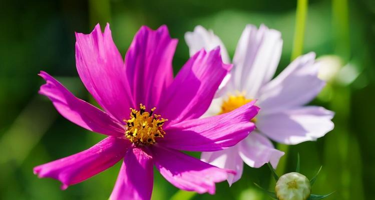 代表友谊的花（探究友谊之美、分享生命之情）