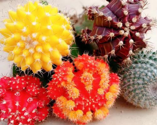 选购仙人球，这样种出来才更好看（挑选品种攻略、养护技巧、展示方式等）