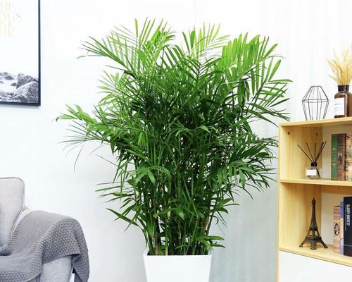 办公室植物缓解疲劳，这些植物最适合！（打造舒适办公环境，提高工作效率）