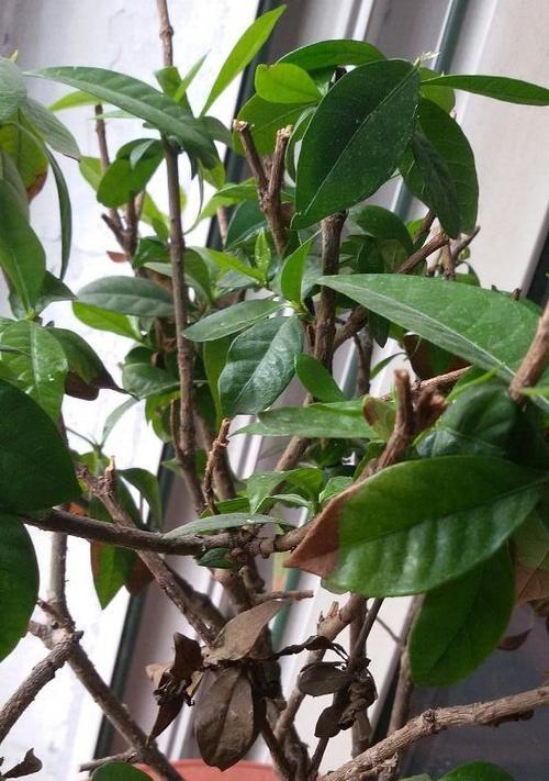 栀子花叶干枯怎么补救（教你7招让栀子花重获生机）