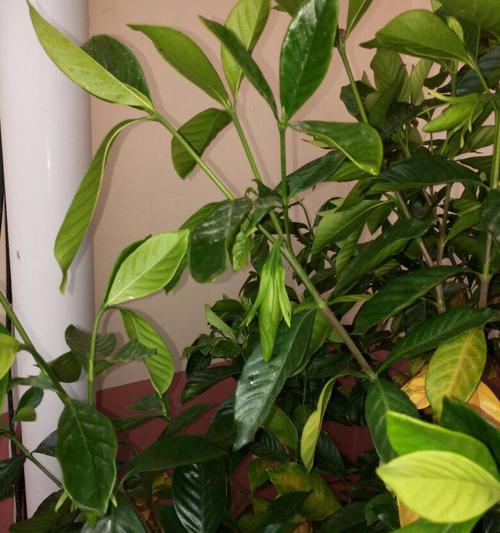 栀子花叶干枯怎么补救（教你7招让栀子花重获生机）