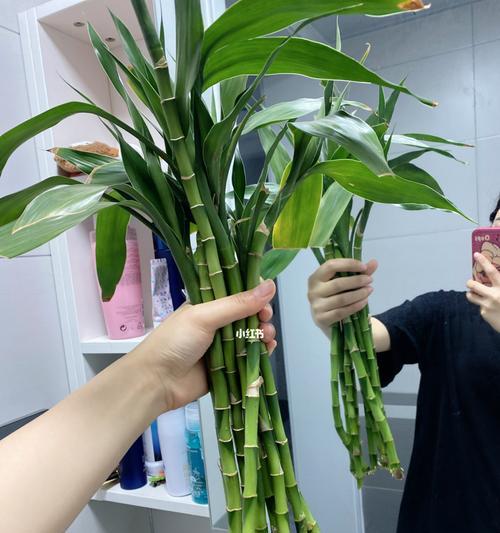 水培富贵竹生根技巧（轻松掌握，让富贵竹更繁荣）
