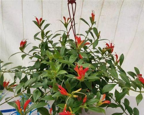 口红吊兰开花养护指南（让口红吊兰绽放美丽花朵的秘诀）