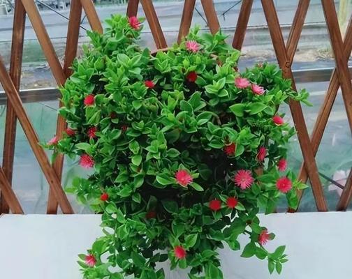口红吊兰开花养护指南（让口红吊兰绽放美丽花朵的秘诀）