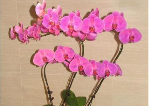 蝴蝶兰养殖详解（打造美丽花园，从蝴蝶兰开始）