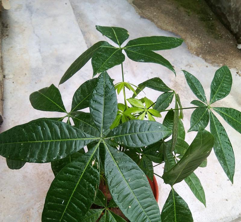 招财树修剪和造型指南（让你的招财树焕发新生机）