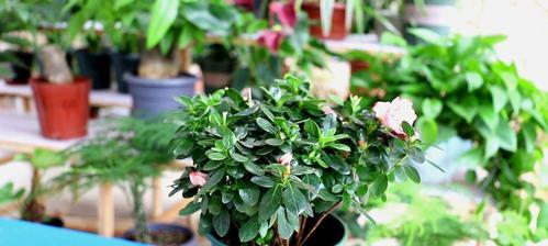如何正确浇水杜鹃花？（杜鹃花浇水的时机、方法及注意事项）