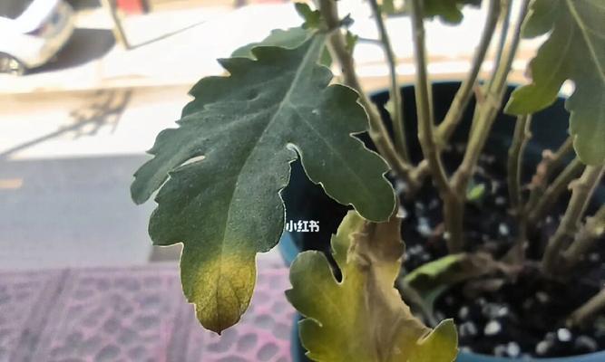 菊花叶子为何会发黄？（深入探究菊花叶子发黄的原因和解决方法）