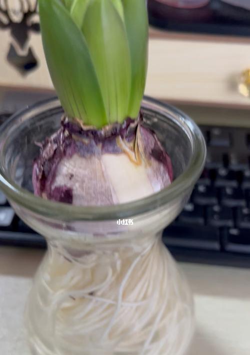 风信子水培开花时间剖析（探寻风信子水培条件下最佳开花时间）