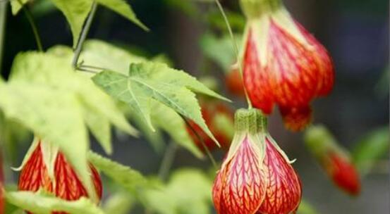 金铃花的养殖方法（打造花园的新宠——金铃花）