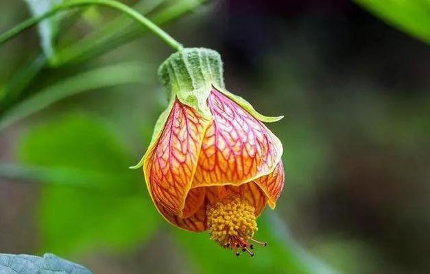 金铃花的养殖方法（打造花园的新宠——金铃花）
