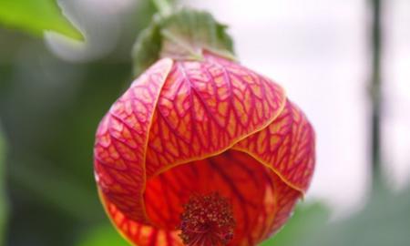 金铃花的养殖方法（打造花园的新宠——金铃花）