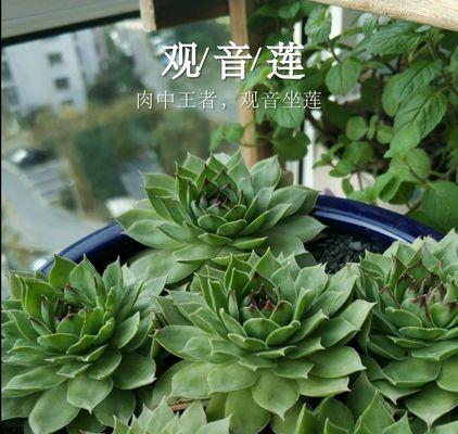 观音莲开花的神秘之旅（探秘观音莲的开花奥秘）