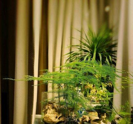 文竹的养殖和浇水方法（打造文竹健康成长的秘诀）
