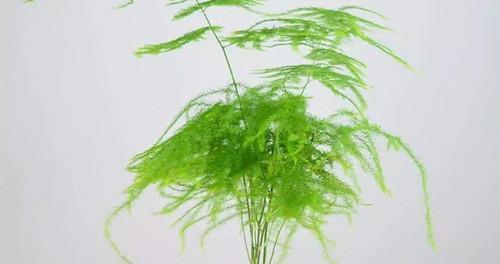 文竹的养殖和浇水方法（打造文竹健康成长的秘诀）