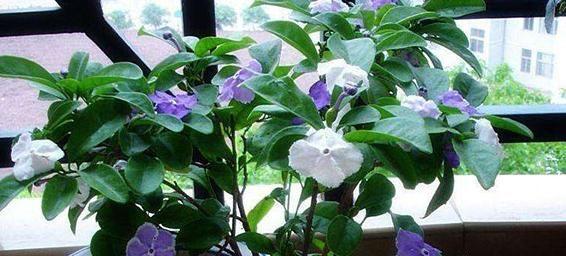 茉莉花的养护技巧（打造优美芬芳的茉莉花园）