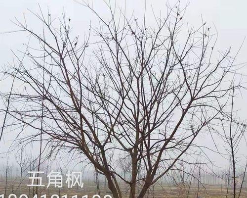 五角枫树特点详解（探究五角枫树的生态习性及园林应用价值）