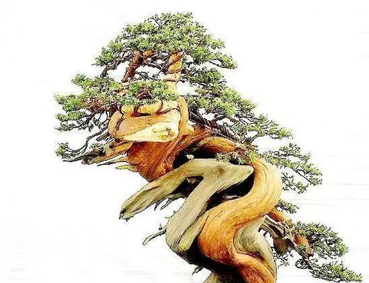如何养护龙柏盆景？（龙柏盆景养护需要注意哪些问题？）