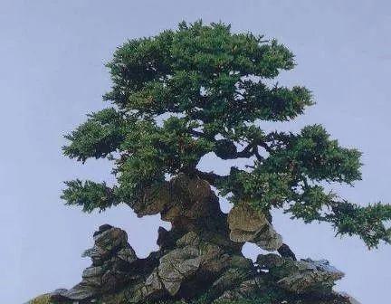 如何养护龙柏盆景？（龙柏盆景养护需要注意哪些问题？）