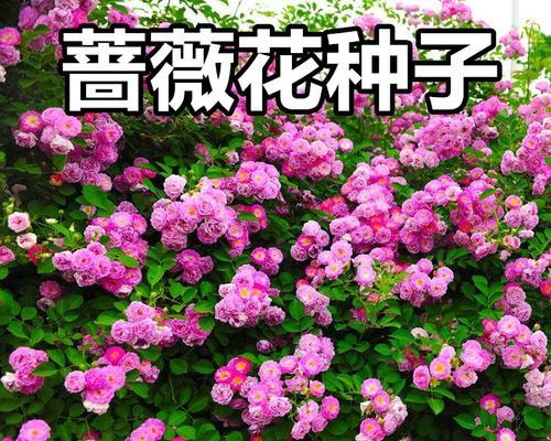 蔷薇花种子的最佳种植时间（为您详细解析蔷薇花的生长习性与适宜种植期）